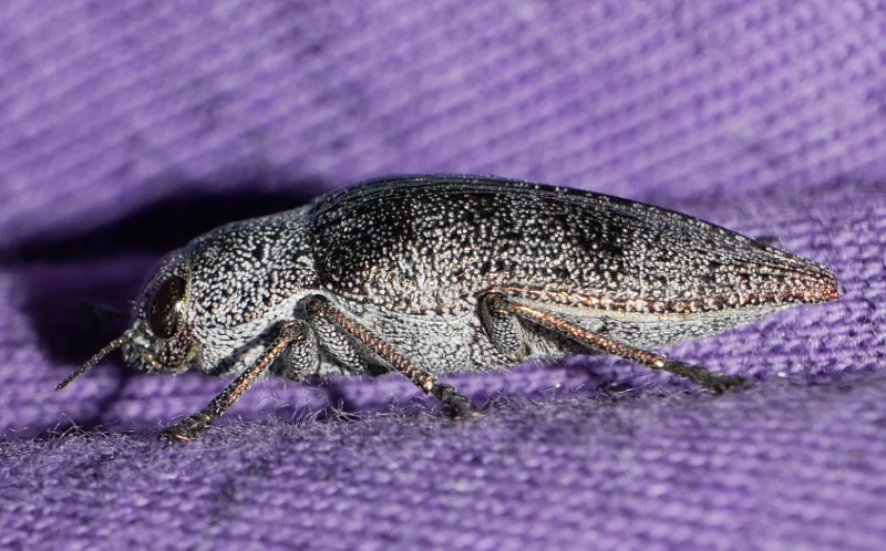 Buprestidae: Dicerca aenea ? S